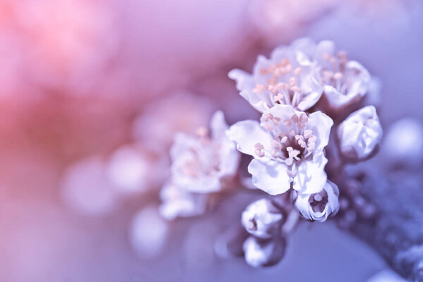 Цветы Нанкинской вишни, чернослива томентозы, корейской, маньчжурской, пушистой, Шанхайской, Андо, горной, китайской кустарниковой или китайской вишни на ветвях. Дизайнер тонированный в Вайолет
.