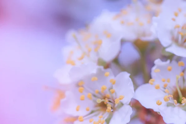 Virágai Nanking Cseresznye Prunus Tomentosa Koreai Manchu Molyhos Shanghai Ando — Stock Fotó