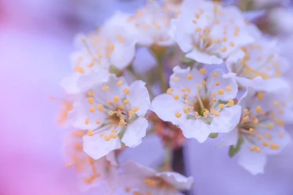 Flores Nankín Cereza Prunus Tomentosa Coreano Manchú Downy Shanghai Ando —  Fotos de Stock