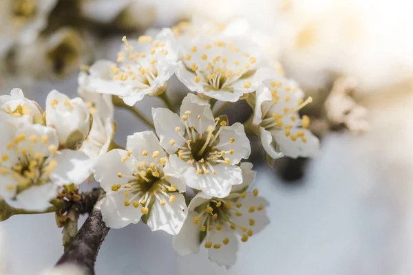 Blommor Nanking Körsbär Prunus Tomentosa Koreanska Manchu Downy Shanghai Ando — Stockfoto