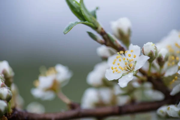 Blommor Körsbär Plommon Eller Myrobalan Prunus Cerasifera Blommar Ren Grenarna — Stockfoto