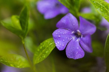 Mor Vinca çiçeği. Bahar çiçeğiyle doğal arka plan. Yağmurdan sonra periwinkle.