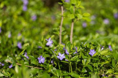 Vinca minör toprak altında. Mor Vinca, menekşe çiçeği. Bahar çiçeğiyle doğal arka plan. Yağmurdan sonra periwinkle.