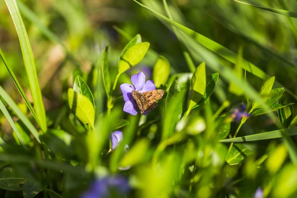 Sick Old Butterfly Frayed Wing Collects Nectar Pollen Purple Vinca — Stock Photo, Image