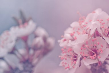 Kiraz eriği çiçekleri ya da dallarda açan Myrobalan eriği serasiferası. Pembe ve maviye boyanmış tasarımcı.