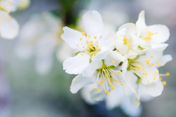 Flores Ciruela Cerezo Myrobalan Prunus Cerasifera Floreciendo Primavera Ramas —  Fotos de Stock