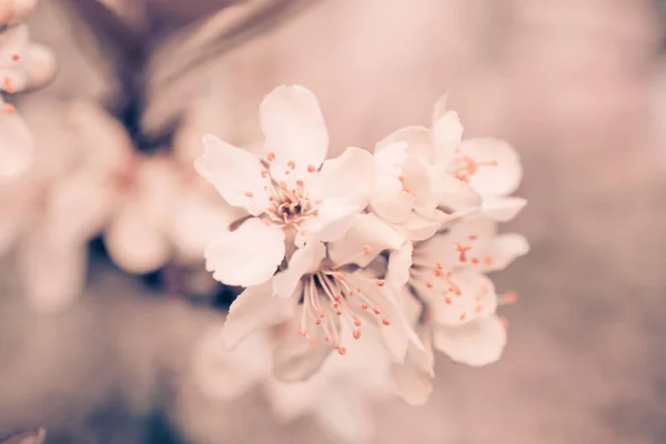Cseresznye Szilva Vagy Myrobalan Prunus Cerasifera Virága Tavasszal Virágzik Ágakon — Stock Fotó