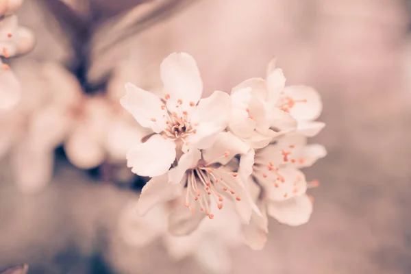 Blommor Körsbär Plommon Eller Myrobalan Prunus Cerasifera Blommar Ren Grenarna — Stockfoto