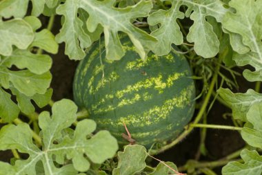 Olgun karpuz, kavun tarlasında yeşil yaprakların arasında Citrullus lanatus. Köydeki bahçede karpuz yetişiyor. Karpuz tarlalarının ekimi bahçedeki mahsuldür..