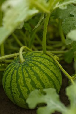 Olgun karpuz, kavun tarlasında yeşil yaprakların arasında. Köydeki bahçede karpuz yetişiyor. Karpuz tarlalarının ekimi bahçedeki mahsuldür..