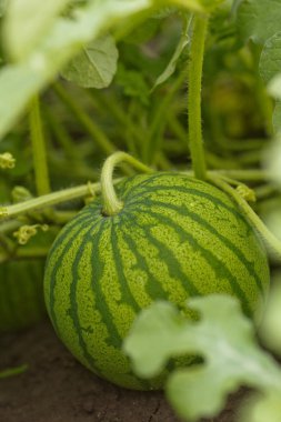 Olgun karpuz, kavun tarlasında yeşil yaprakların arasında. Köydeki bahçede karpuz yetişiyor. Karpuz tarlalarının ekimi bahçedeki mahsuldür..