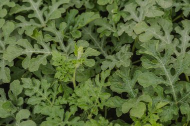 Yeşil yaprakların arasında kavun tarlasında yakın plan sarı karpuz çiçeği. Köyün bahçesinde büyüyen karpuz. Karpuz tarlalarının ekimi bahçedeki bir mahsuldür..