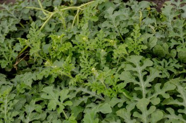 Yeşil yaprakların arasında kavun tarlasında yakın plan sarı karpuz çiçeği. Köyün bahçesinde büyüyen karpuz. Karpuz tarlalarının ekimi bahçedeki bir mahsuldür..