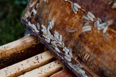 Enfeksiyon kapmış arı kovanına balmumu güvesi larvası. Kovanın kapağına balmumu güvesi bulaşmış. Arı ailesi balmumu güvesi yüzünden hasta. Parazitler tarafından yenen korkunç balmumu arı çerçevesi..