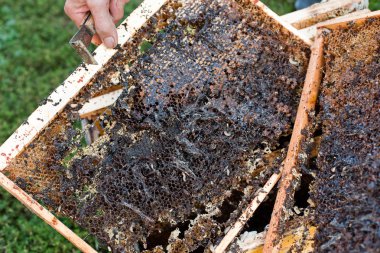 Wax moth larvae on an infected bee nest. cover of the hive is infected with a wax moth. family of bees is sick with a wax moth. Terrible wax bee frame eaten by parasites. clipart