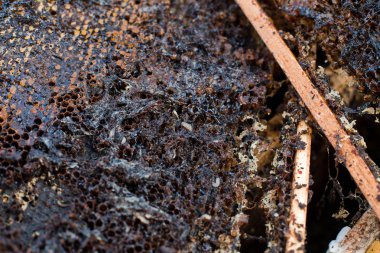 Enfeksiyon kapmış arı kovanına balmumu güvesi larvası. Kovanın kapağına balmumu güvesi bulaşmış. Arı ailesi balmumu güvesi yüzünden hasta. Parazitler tarafından yenen korkunç balmumu arı çerçevesi..