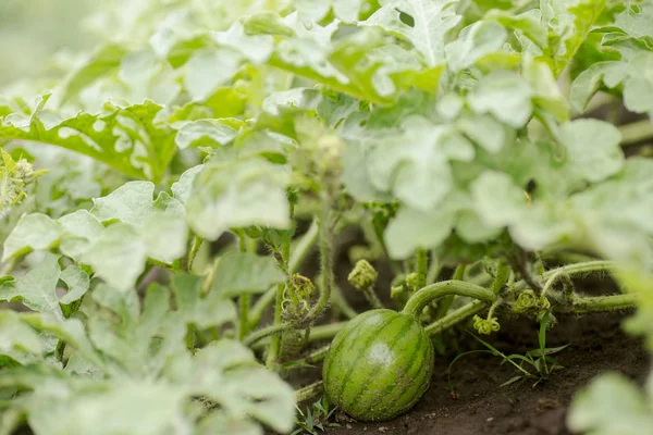 Unripe little green watermelon on a melon field among green leaves. Watermelon growing in the garden in the village. The cultivation of melons fields is a crop in the garden.