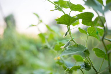 Bahçedeki salatalık sarmaşığa bağlanmış. Köydeki bir bahçede salatalıklar. Sistemde salatalık belası var. Açık havada salatalık yatağı. Bir yeşil olgun salatalık yaprakların arasında bir çalılıkta. Bahçenin arka planında salatalık var. Boş alan. Spa Kopyala