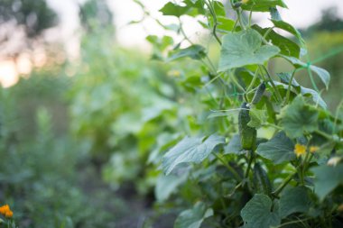 Bahçedeki salatalık sarmaşığa bağlanmış. Köydeki bir bahçede salatalıklar. Sistemde salatalık belası var. Açık havada salatalık yatağı. Bir yeşil olgun salatalık yaprakların arasında bir çalılıkta. Bahçenin arka planında salatalık var. Boş alan. Spa Kopyala