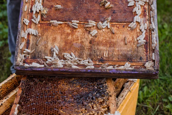 Wax Mot Larven Een Geïnfecteerd Bijennest Deksel Van Korf Geïnfecteerd — Stockfoto