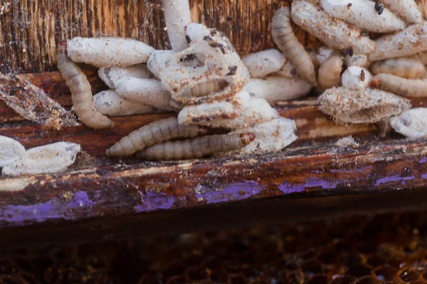 Voskové Larvy Infikovaném Včelím Hnízdě Kryt Úlu Infikován Voskovou Můrou — Stock fotografie