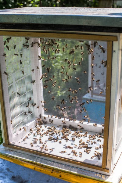 Drony Latają Nad Sztuczną Inseminacją Pszczół Miodnych Hodowla Dronów Zapłodnienie — Zdjęcie stockowe