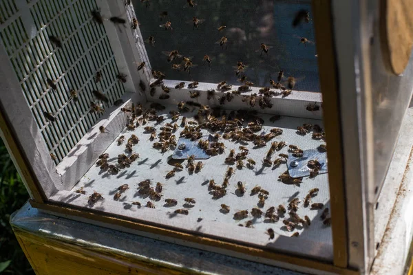 Безпілотні Літаючі Медоносні Бджоли Штучного Запліднення Дрон Редінг Запліднення Медоносних — стокове фото