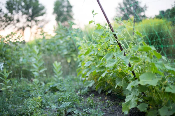 Bahçedeki Salatalık Sarmaşığa Bağlanmış Köydeki Bir Bahçede Salatalıklar Sistemde Salatalık — Stok fotoğraf