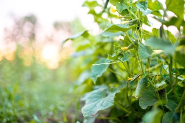 Bahçedeki salatalık sarmaşığa bağlanmış. Köydeki bir bahçede salatalıklar. Sistemde salatalık belası var. Açık havada salatalık yatağı. Bir yeşil olgun salatalık yaprakların arasında bir çalılıkta. Bahçenin arka planında salatalık var. Boş alan. Spa Kopyala