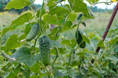 En iyi salatalık salatalığı, taze yapraklar ve antenle filizlenir. Bahçedeki salatalık sarmaşığa bağlanmış. Köydeki bir bahçede salatalıklar. Sistemde salatalık belası var. Açık havada salatalık yatağı. Bir yeşil olgun salatalık çalıların arasında.