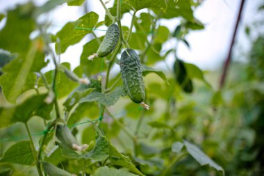 En iyi salatalık salatalığı, taze yapraklar ve antenle filizlenir. Bahçedeki salatalık sarmaşığa bağlanmış. Köydeki bir bahçede salatalıklar. Sistemde salatalık belası var. Açık havada salatalık yatağı. Bir yeşil olgun salatalık çalıların arasında.