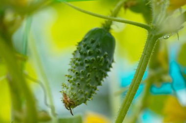 Köydeki bir bahçede salatalıklar. Sistemde salatalık belası var. Açık havada salatalık yatağı. Bir yeşil olgun salatalık yaprakların arasında bir çalılıkta. Bahçenin arka planında salatalık var. Boş alan. Boşluğu kopyala.