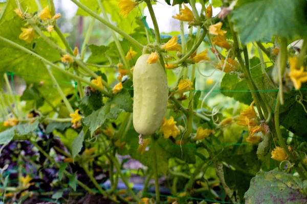 One White Type Angel Cucumber Bed Yellow Flowers Bush Leaves — Stock Photo, Image