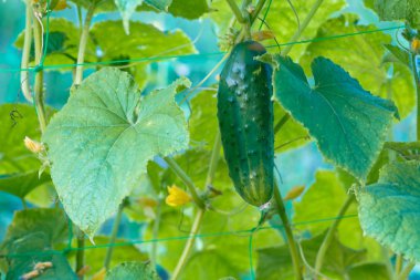 Köydeki bir bahçede salatalıklar. Sistemde salatalık belası var. Açık havada salatalık yatağı. Bir yeşil olgun salatalık yaprakların arasında bir çalılıkta. Bahçenin arka planında salatalık var. Boş alan. Boşluğu kopyala.