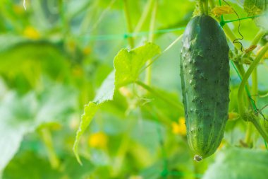 Köydeki bir bahçede salatalıklar. Sistemde salatalık belası var. Açık havada salatalık yatağı. Bir yeşil olgun salatalık yaprakların arasında bir çalılıkta. Bahçenin arka planında salatalık var. Boş alan. Boşluğu kopyala.