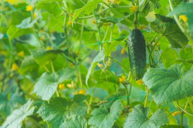 Köydeki bir bahçede salatalıklar. Sistemde salatalık belası var. Açık havada salatalık yatağı. Bir yeşil olgun salatalık yaprakların arasında bir çalılıkta. Bahçenin arka planında salatalık var. Boş alan. Boşluğu kopyala.