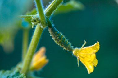 Köydeki bir bahçede salatalık turşusu. Sistemde salatalık belası var. Açık havada salatalık yatağı. Bir yeşil olgun salatalık yaprakların arasında bir çalılıkta. Bahçenin arka planında salatalık var. Boş alan. Boşluğu kopyala.