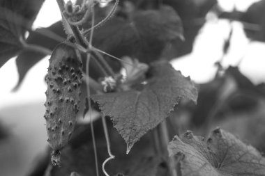 Köydeki bir bahçede salatalıklar. Sistemde salatalık belası var. Açık havada salatalık yatağı. Bir yeşil olgun salatalık yaprakların arasında bir çalılıkta. Bahçenin arka planında salatalık var. Siyah beyaz tonlama. Boş alan. Boşluğu kopyala.