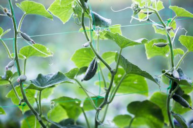 Köydeki bir bahçede salatalıklar. Sistemde salatalık belası var. Açık havada salatalık yatağı. İki yeşil olgun salatalık yaprakların arasında bir çalıda. Bahçenin arka planında salatalık var. Boş alan. Boşluğu kopyala.