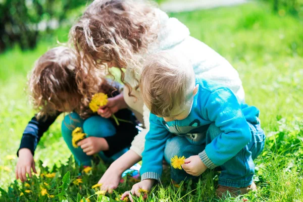 Drei Kinder Sammeln Frühjahr Auf Dem Grünen Rasen Löwenzahn Gelber — Stockfoto