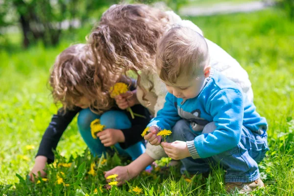 三个孩子在绿草上采摘蒲公英 黄色的蒲公英在兄弟姐妹手里 快乐的童年没有电话的儿童 — 图库照片