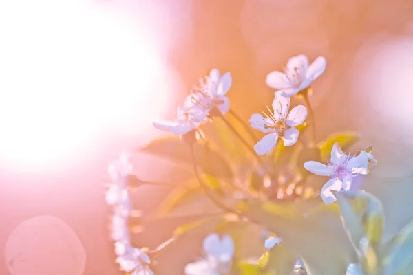 白い花の桜 白い花の桜 桜の木が開花した 蜂蜜と薬用植物ウクライナ 開花果物の木 選択的焦点 — ストック写真