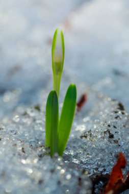 Galanthus, ağaçların arkasına üç çiçek düşür. Ormanda taze bahar kardelen çiçekleri. Mutlu Kadınlar Günü 8 Mart davetiyesi