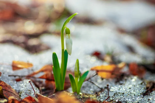 Galanthus Snowdrop Três Flores Contra Fundo Das Árvores Flores Frescas — Fotografia de Stock