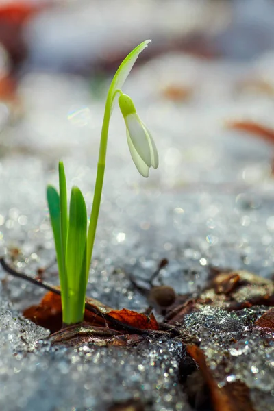 ガランサス 雪の木の背景に3つの花をドロップします 森の中で新鮮な春の雪の花 幸せな女性の日8行進招待カード — ストック写真