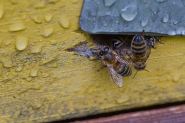 Arı kovanından sızan arılar.