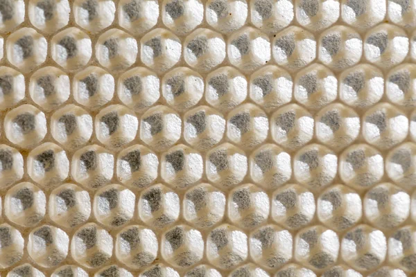 Arı kovanları. Çerçevedeki hücre hücreleri.