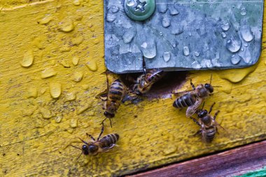 Arı kovanından sızan arılar.