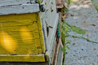 Arı kovanından sızan arılar.