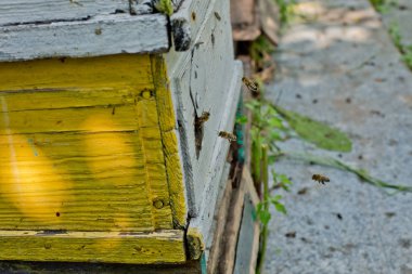 Uçan bal arıları. Arılar bal koleksiyonundan sonra arı kovanına dönüyorlar..